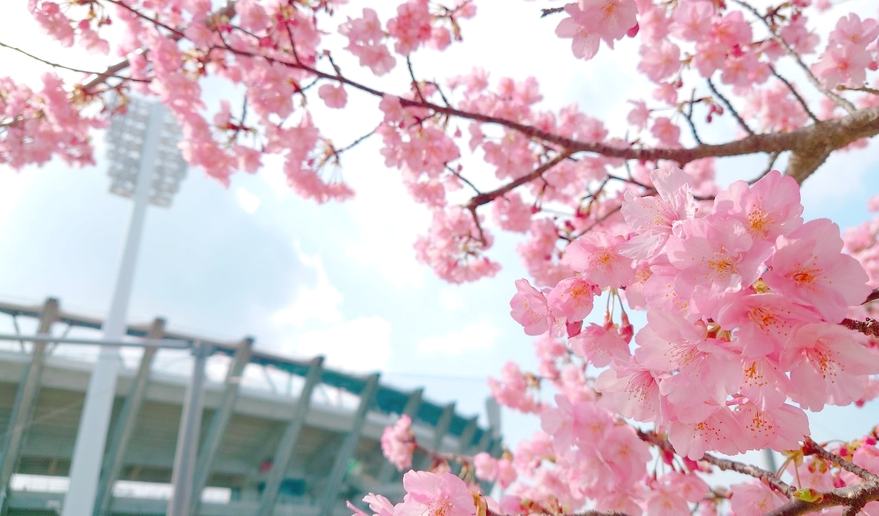 さあ、私の球史を始めよう。桜坂エンジェルスは新しい仲間を募集しています。